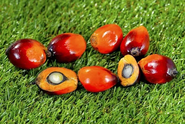 chocolate without palm oil - Is palm oil necessary in chocolate