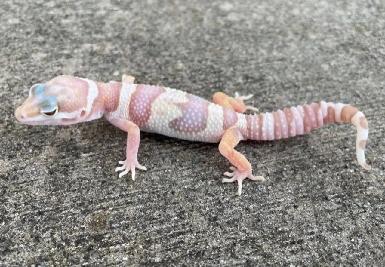 chocolate albino leopard gecko - Los geckos leopardo albinos necesitan cuidados especiales