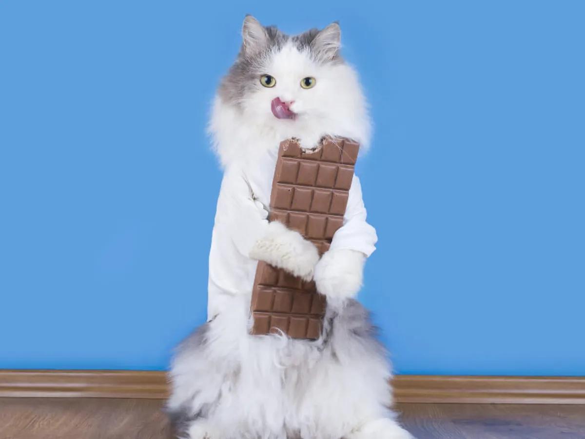a los gatos les gusta el chocolate - Por qué a los gatos les gusta comer chocolate