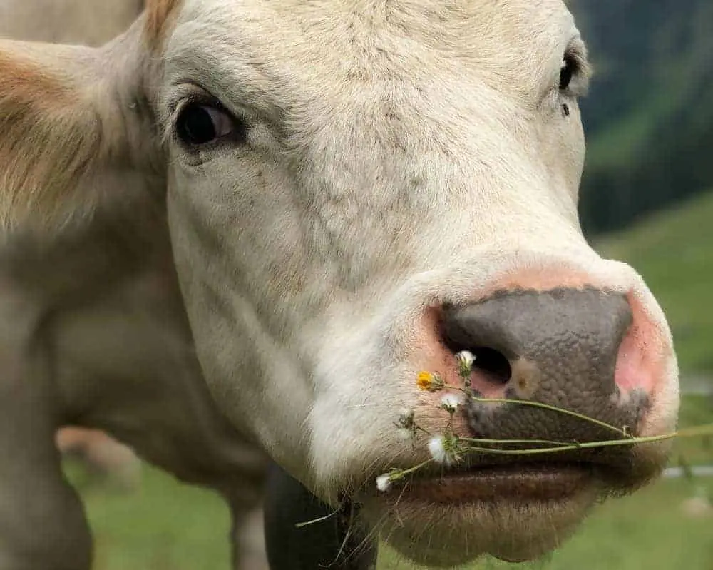 alimentan ganado con chocolate - Pueden las vacas comer chocolate negro