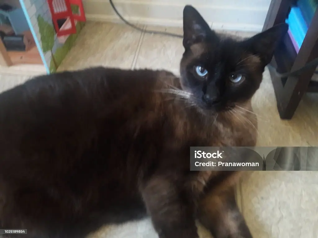 gatos siameses chocolate - Qué carácter tienen los gatos siameses