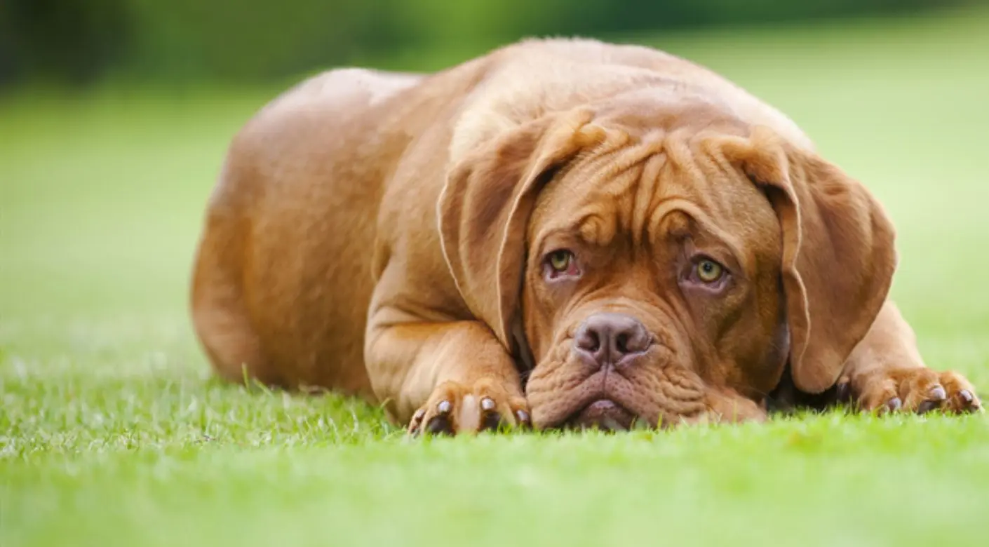dogo de burdeos color chocolate - Qué come un Dogo de Burdeos
