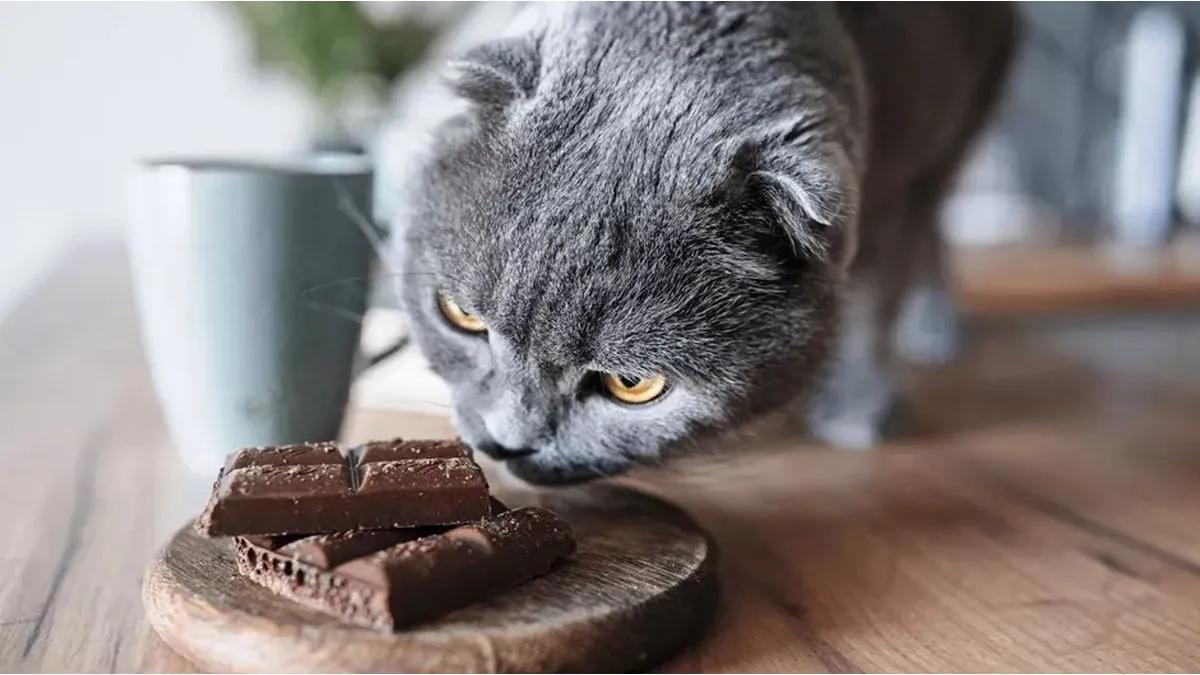 a los gatos les gusta el chocolate - Qué cosas no pueden comer los gatos
