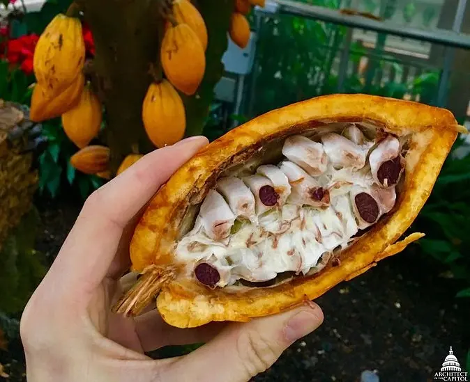 colacao chocolate - Qué diferencia hay entre cacao y ColaCao