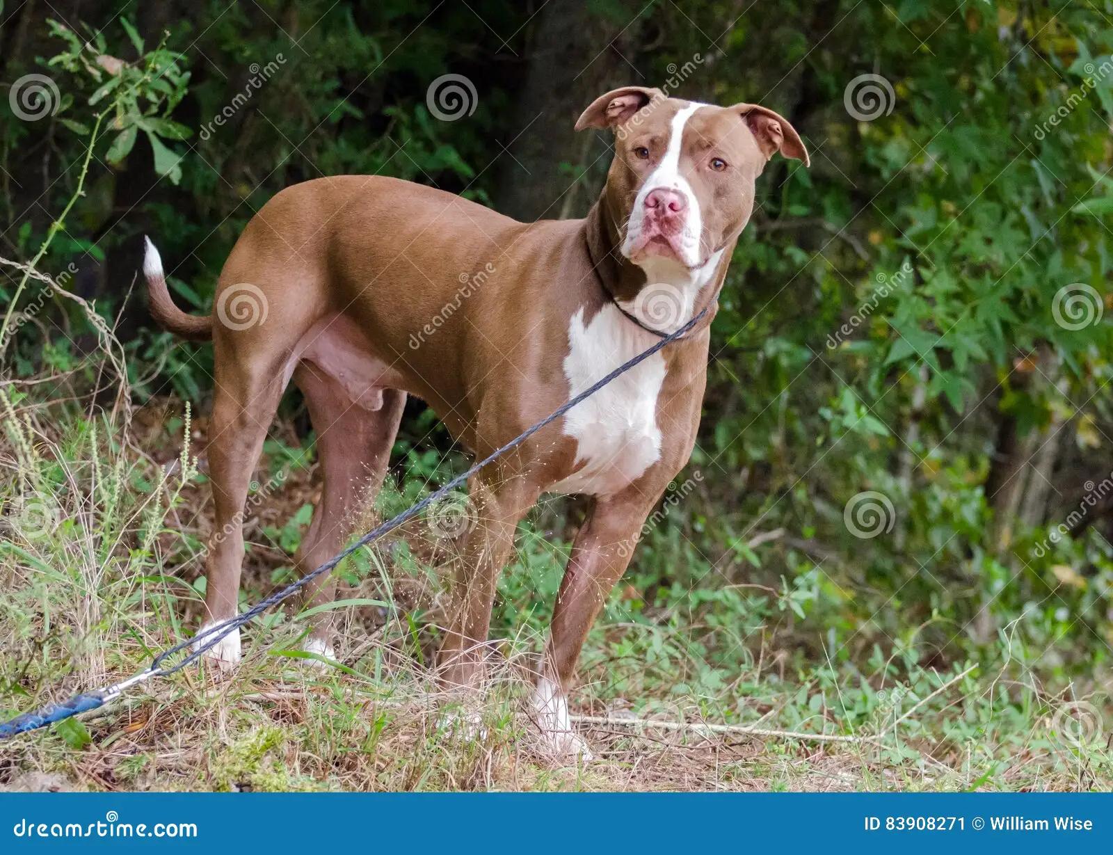 pitbull chocolate con blanco - Qué diferencia hay entre pitbull y american bully