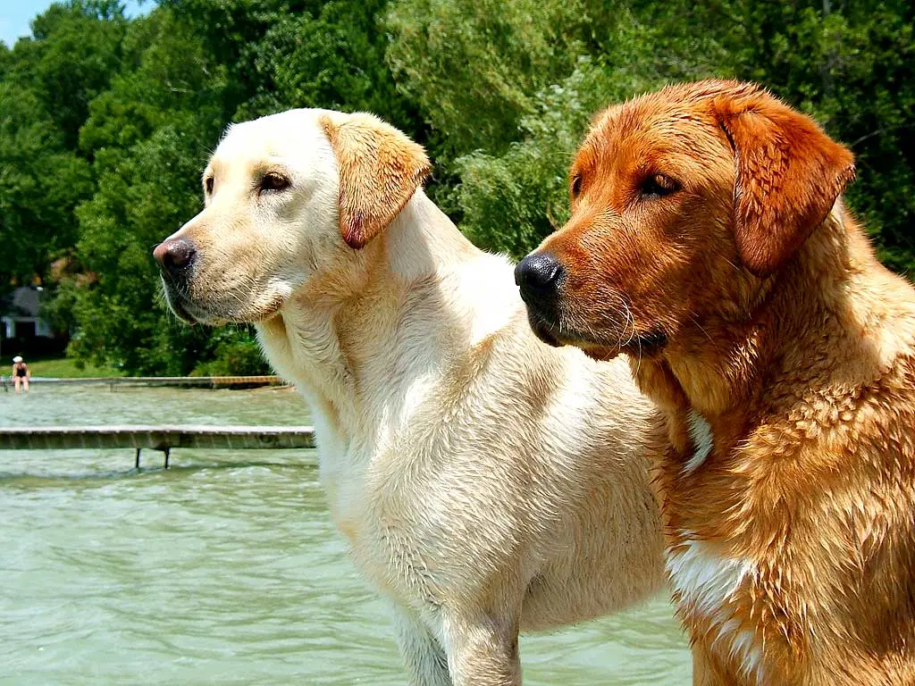 esperanza de vida labrador chocolate - Qué edad tiene el labrador chocolate más antiguo