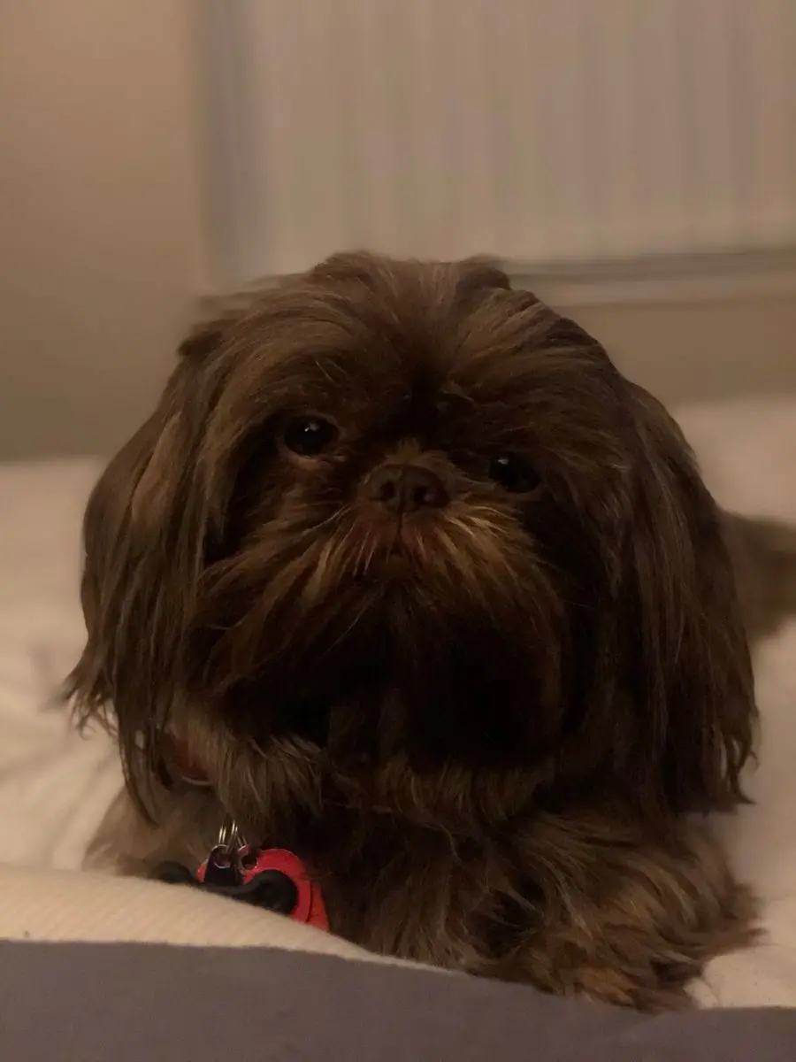 Shih Tzu Chocolate: Guía Completa de la Raza - Qué es un Shih Tzu Imperial shih tzu chocolate - Qué es un Shih Tzu Imperial