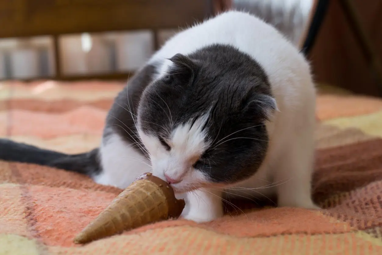 los gatos pueden comer galletas de chocolate - Qué galletas pueden comer los gatos