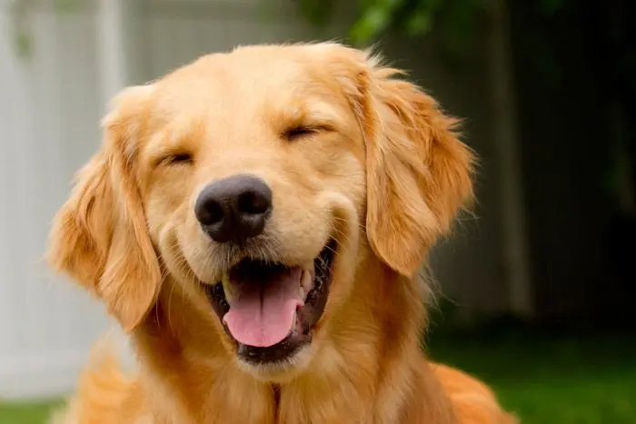 chocolate golden retriever - Qué hace feliz a un golden retriever