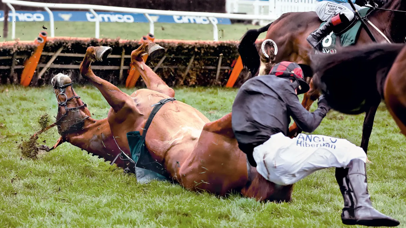 chocolate para caballos de carreras - Qué le inyectan a los caballos antes de correr