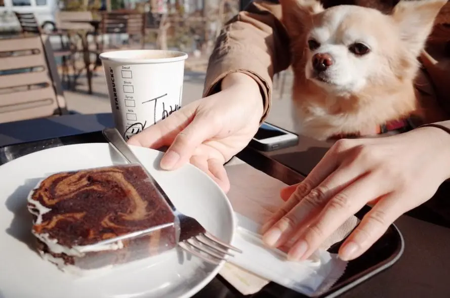 que hacer si mi perro come chocolate - Qué le puedo dar a un perro que comió chocolate