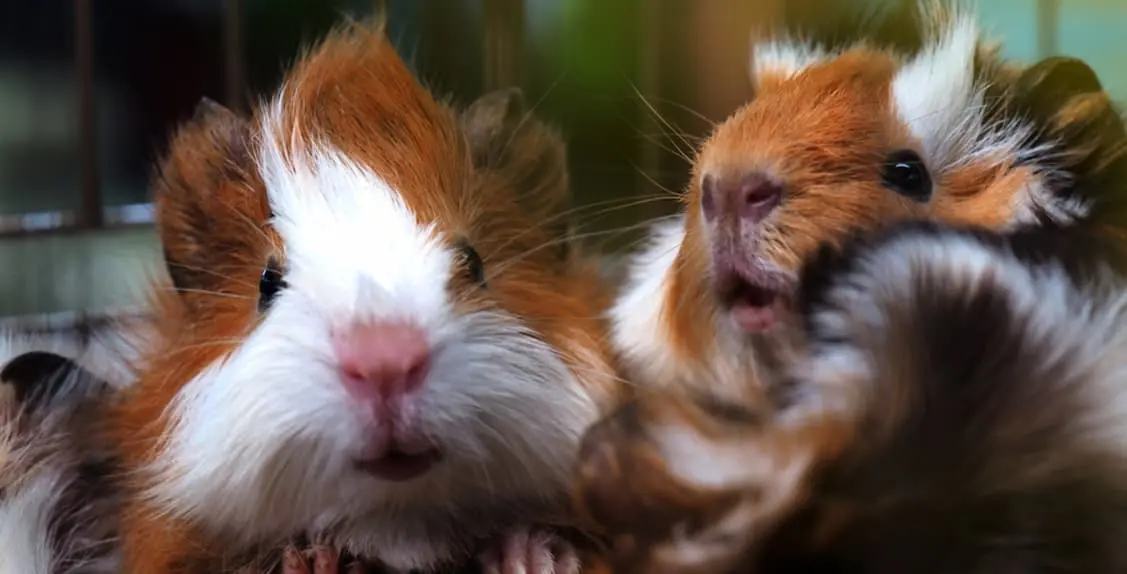 chocolate de ardilla - Qué le puedo dar de comer a una ardilla