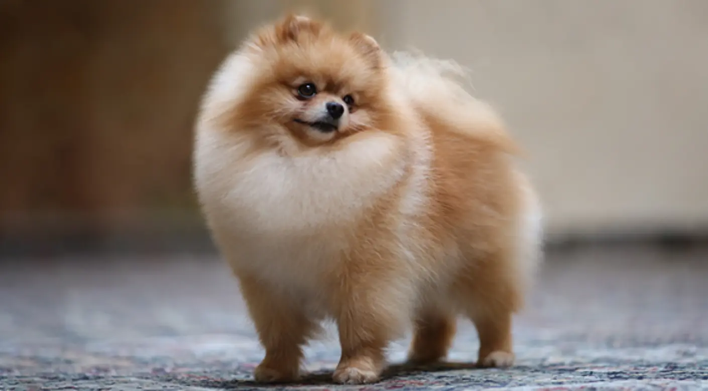 chocolate merle pomeranian - Qué mezcla es un pomerania
