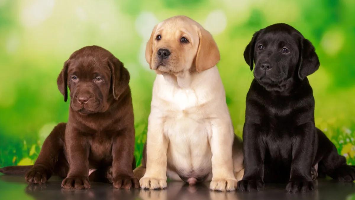 nombres para labrador chocolate - Qué nombre poner a mi perrito