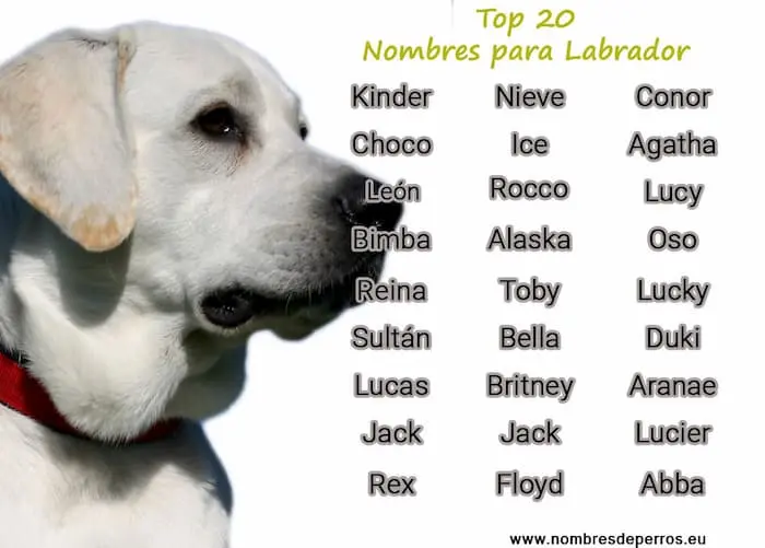 nombres para labrador chocolate - Qué nombres son únicos para perros