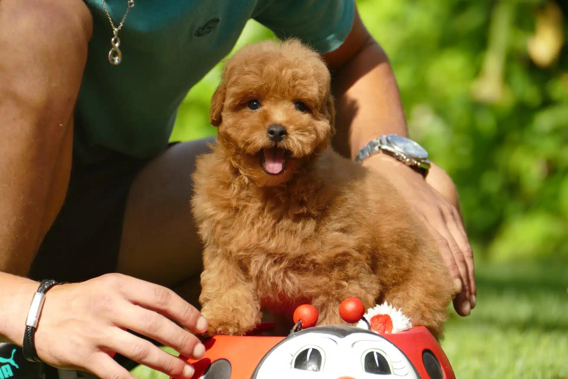 caniche enano marron chocolate - Qué precio tiene un caniche enano