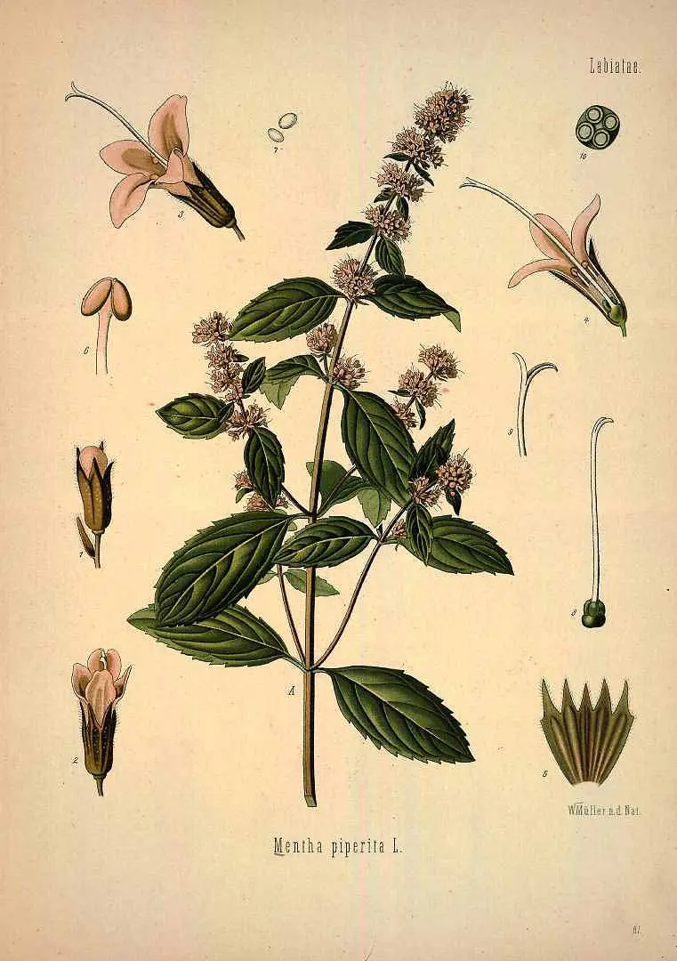mentha piperita chocolate mint - Qué principios activos tiene la menta piperita