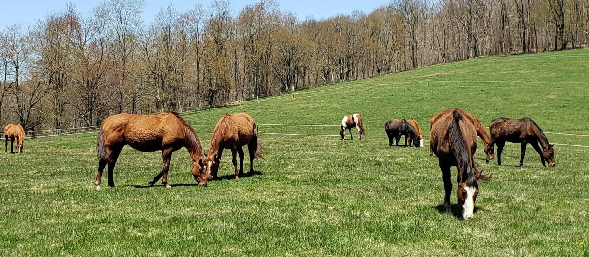 chocolate para caballos de carreras - Qué se le da de comer a un caballo de carreras