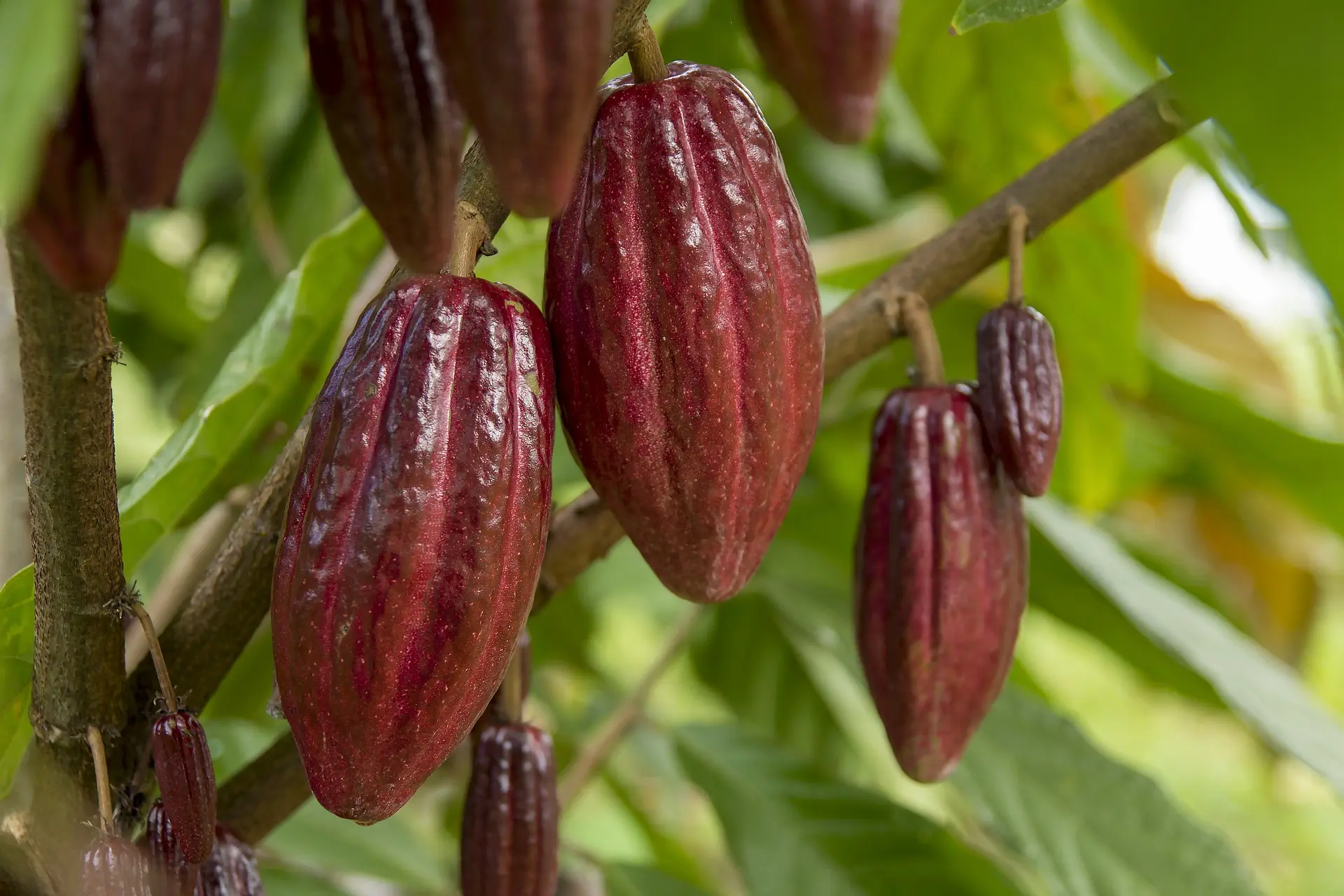 Cultivo de Cacao: Todo lo que Necesitas Saber para Empezar - Qué se necesita para el cultivo de cacao cultivo de chocolate - Qué se necesita para el cultivo de cacao