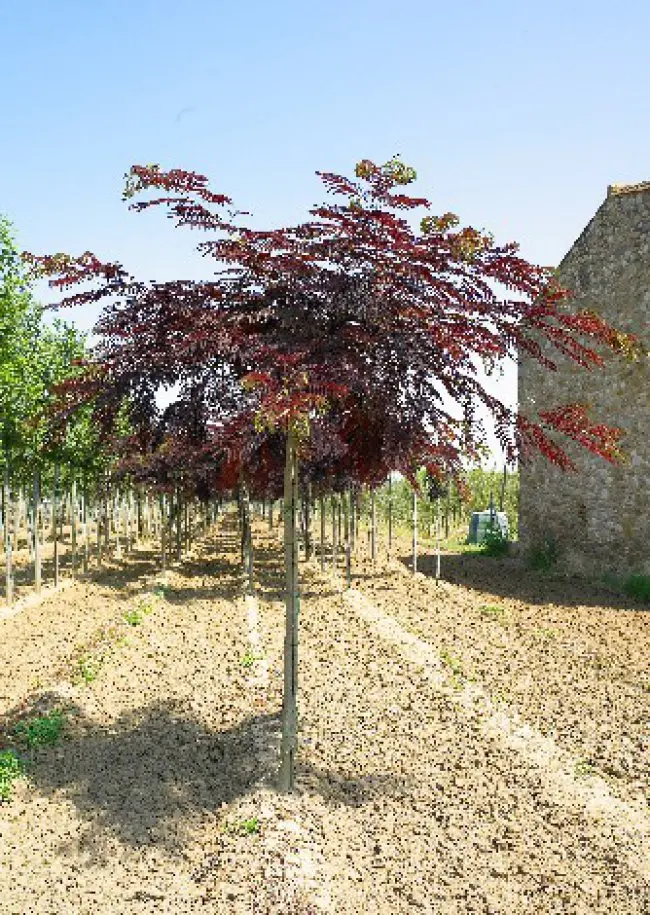 albizia julibrissin chocolate - Qué significa albizia