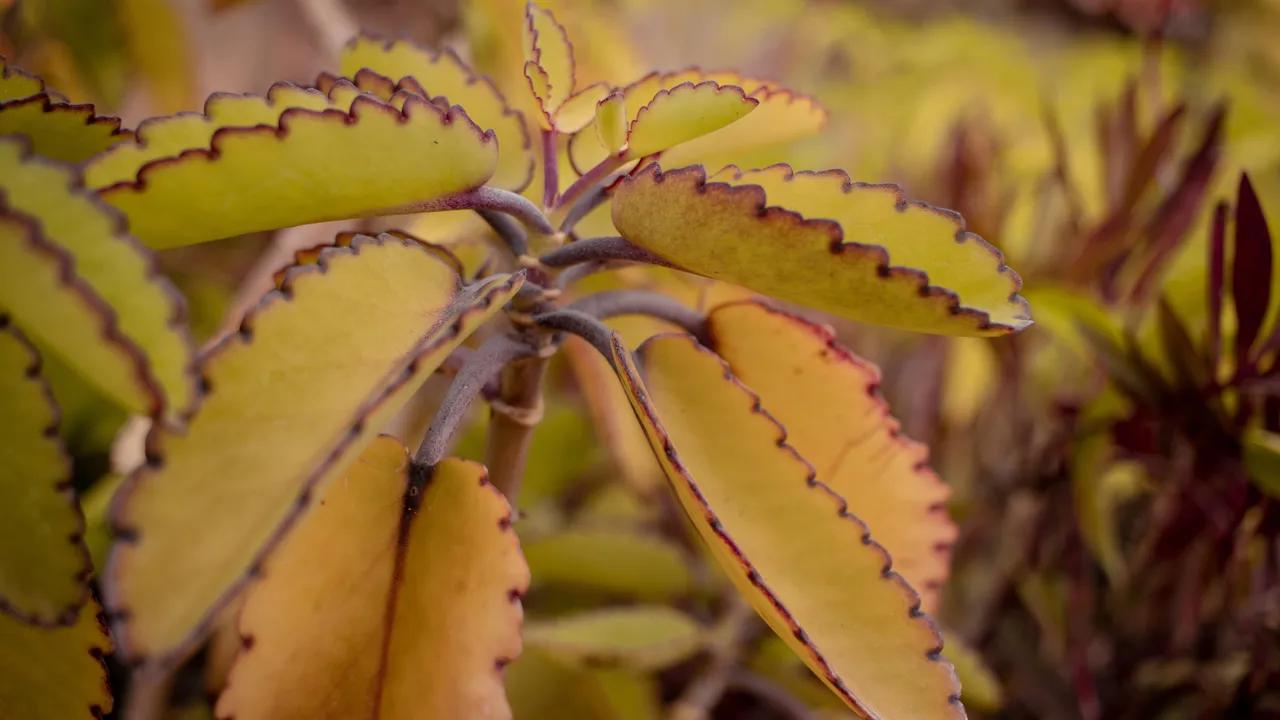 kalanchoe tomentosa chocolate - Qué significa tener una planta de kalanchoe