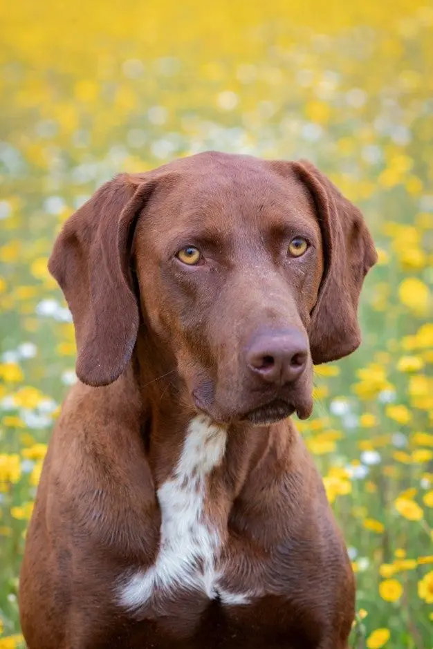 Weimaraner Chocolate: Una Guía Completa para Entender Esta Raza - Qué tan inteligente es el Weimaraner perro weimaraner chocolate - Qué tan inteligente es el Weimaraner