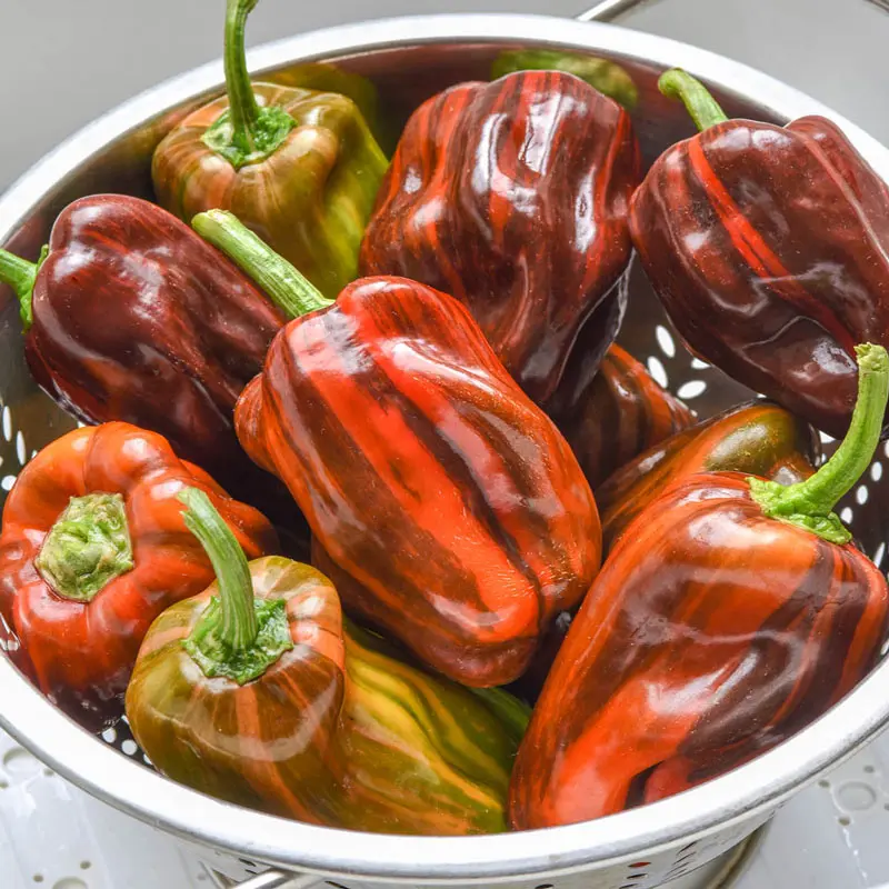 chocolate pepper - Qué tan picante es el pimiento chocolate Carolina Reaper