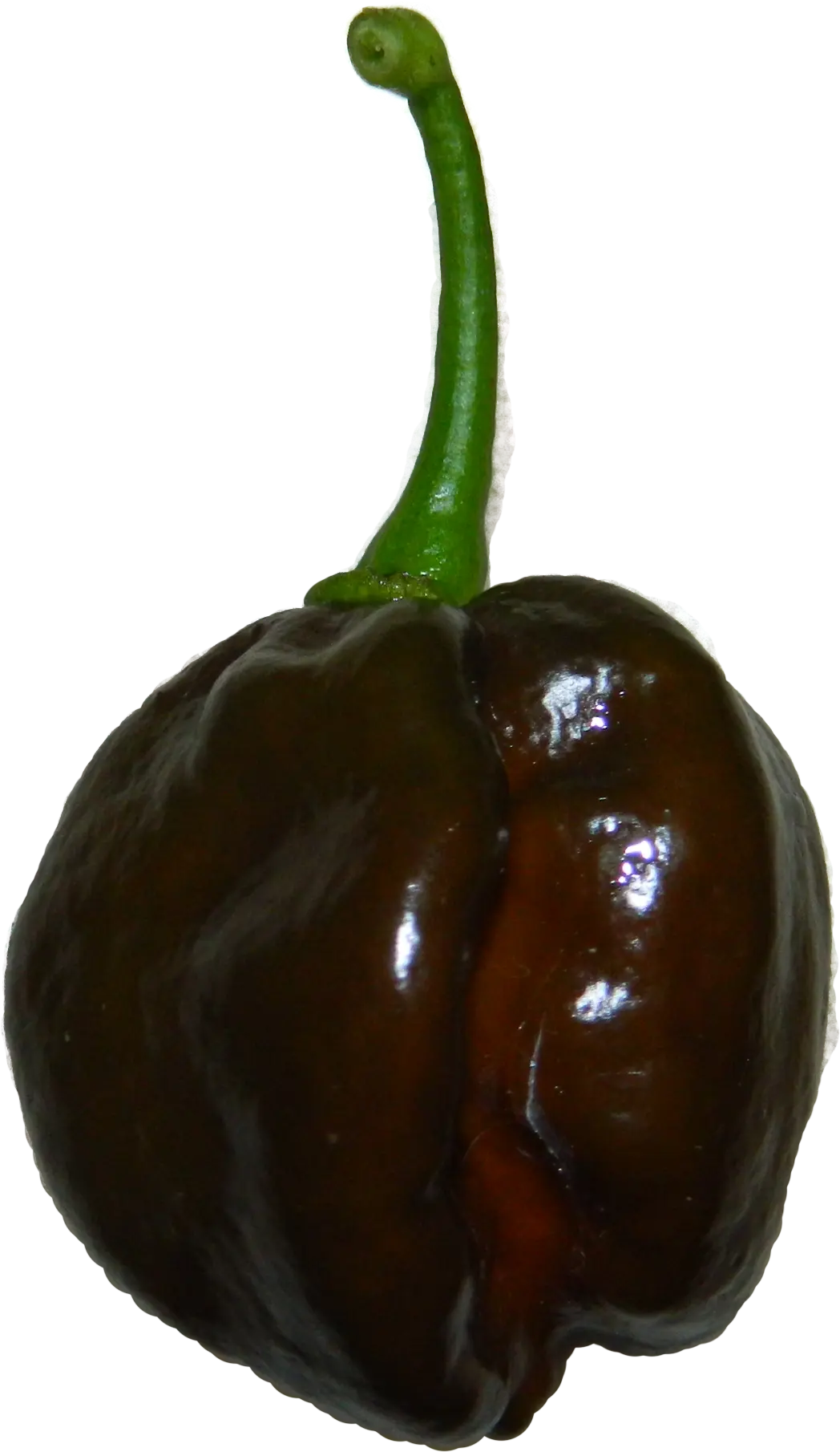 chile habanero chocolate - Qué tan picante es un chile habanero