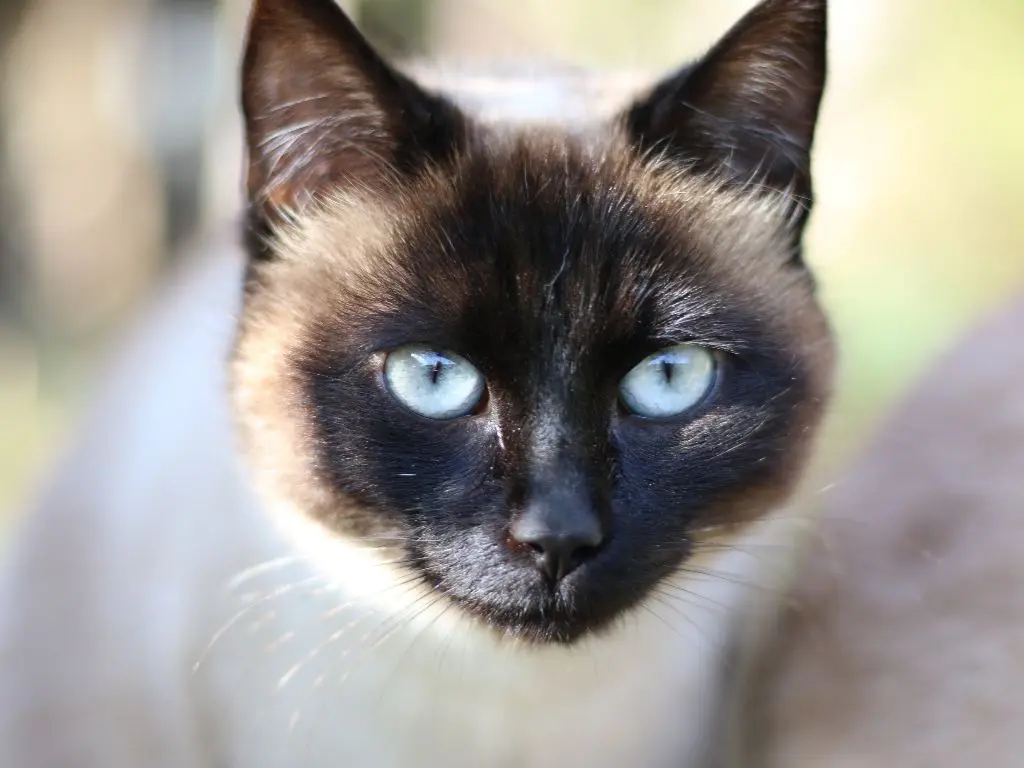 gatos siameses chocolate - Qué tipos de gatos siameses existen