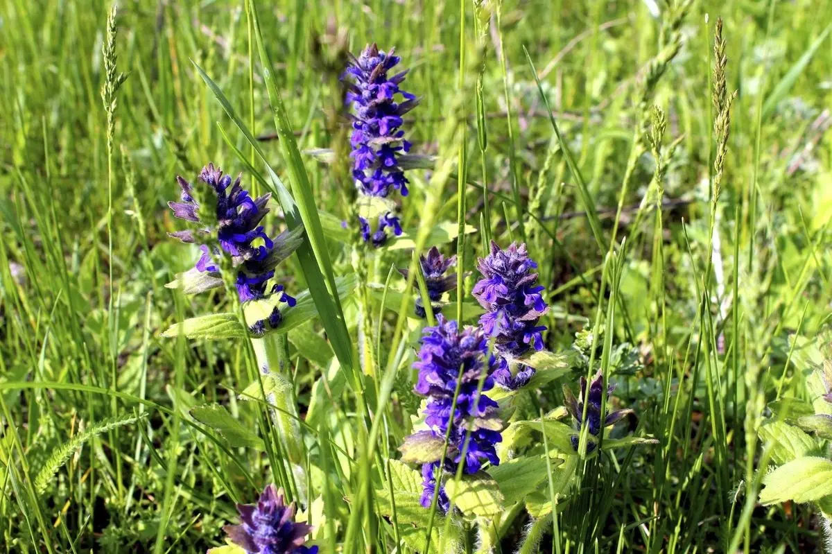 chocolate chip bugleweed - Should I pull bugleweed