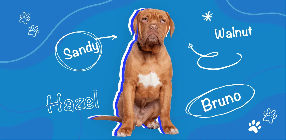 chocolate female names - What do you name a brown female dog