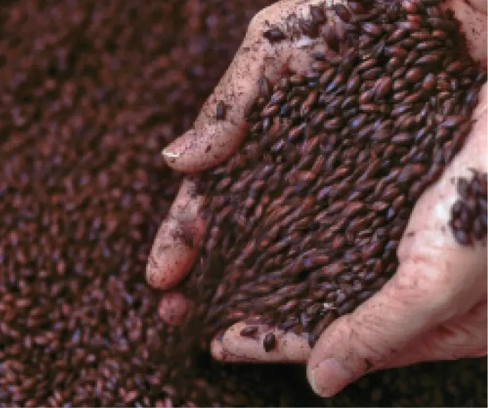 best chocolate malt near me - What is the difference between chocolate malt and coffee malt