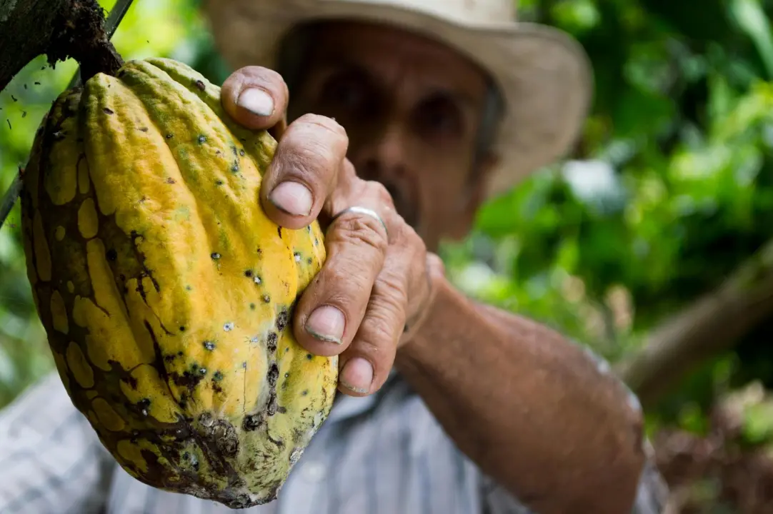 chocolate supply chain - What issues are there in the supply chain of chocolate