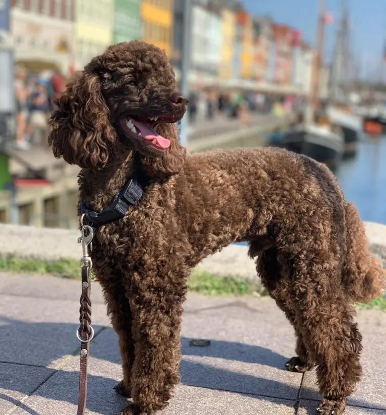 chocolate brown poodle - What makes a chocolate Poodle