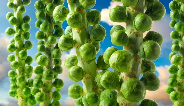 chocolate brussel sprouts - Why do people eat brussel sprouts at Christmas
